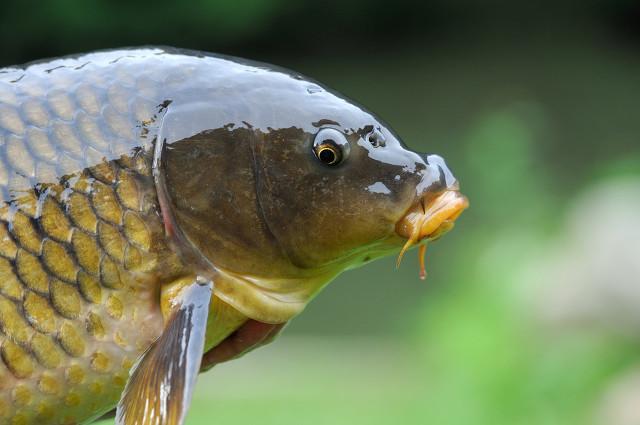 头条问答 鱼到底能不能看到鱼线 鱼线的颜色对于钓鱼有没有影响 6个回答