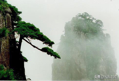 黄山奇松介绍:挂在悬崖峭壁上的黄山十大名松！指的是那十大名松？因什么得名？