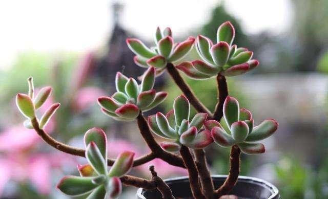 石花图片,中午才晒得到的地方养多肉可以吗？