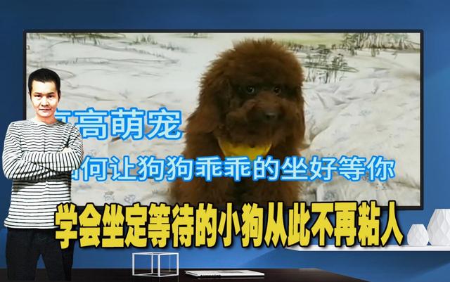 狗狗健康成长100问:想狗狗健康，需要做哪些事？