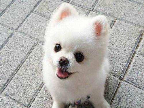 博美犬性格博美聪明吗:有养博美犬的吗？你觉得博美的优点跟缺点是什么？