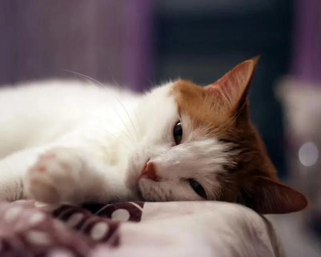 宠物店的男人们:为什么我家公猫更加喜欢我男朋友呢？ 宠物店的男人们相似的小说