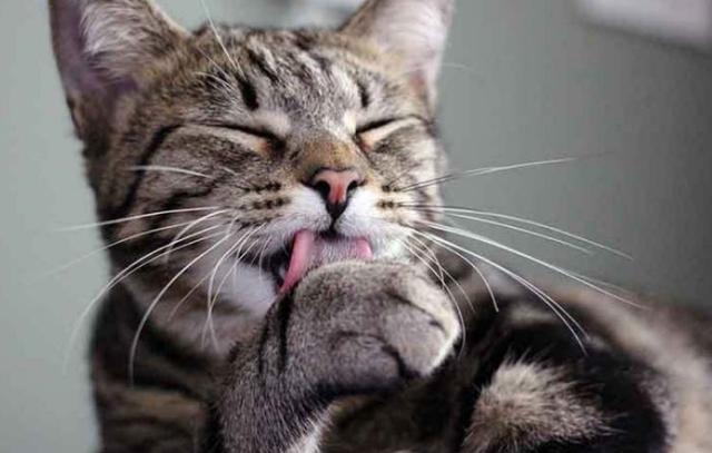 猫草:化毛膏和猫草有什么区别？