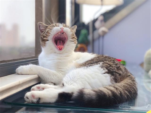 猫救小主人:猫咪新到家如何避免应激反应？ 猫救小主人电影