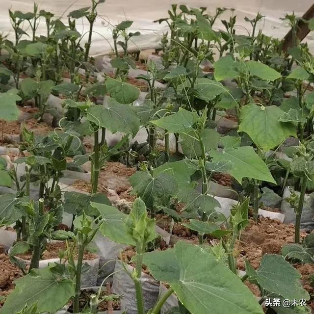 佛手瓜怎么育苗露地种植佛手瓜什么时候播种