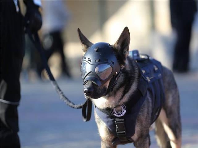 德国大丹犬:世界上最可怕的四种狼犬是哪四种有何依据