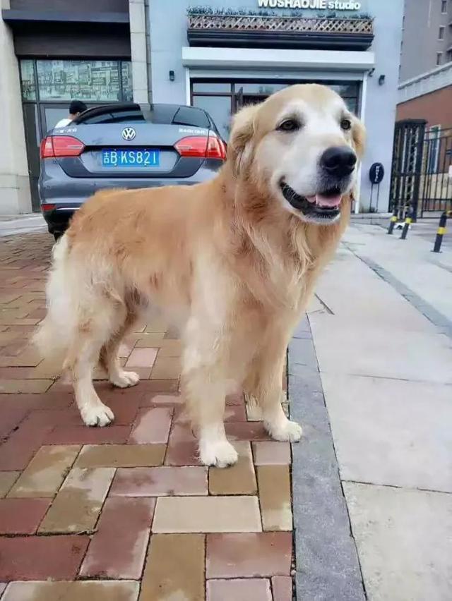 gou gou:狗狗一生要经历哪几个阶段？