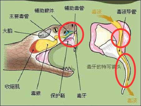 被黑色乌苏里蝮蛇咬了怎么办:要是被蛇咬到怎么能知道它有么有毒？