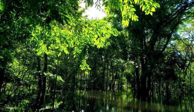 亚马逊丛林的纪录片推荐，为什么有人说亚马逊雨林是人类禁区到底有多恐怖