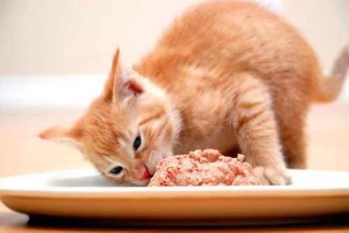 三文鱼边角料做猫饭:猫咪直接喂肉可以吗？需要注意什么？