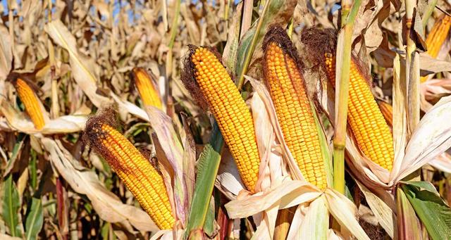 夏季玉米最佳成熟期,需要多少天?