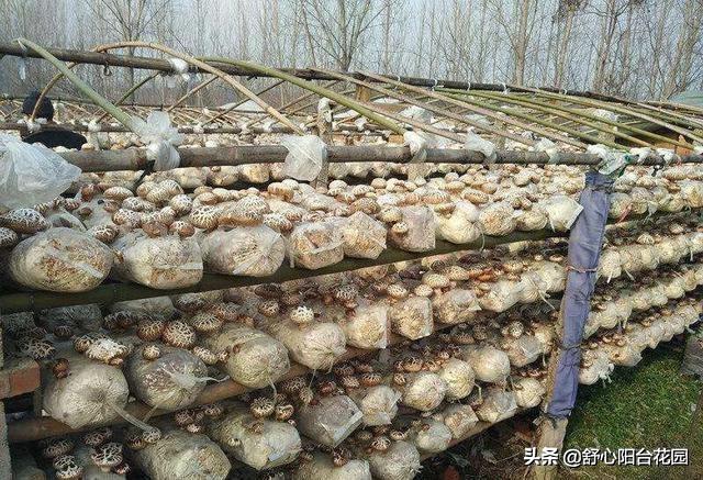 家庭养殖业养什么菌类好:家庭养殖菌类什么最挣钱 农村家庭养殖什么比较合适？