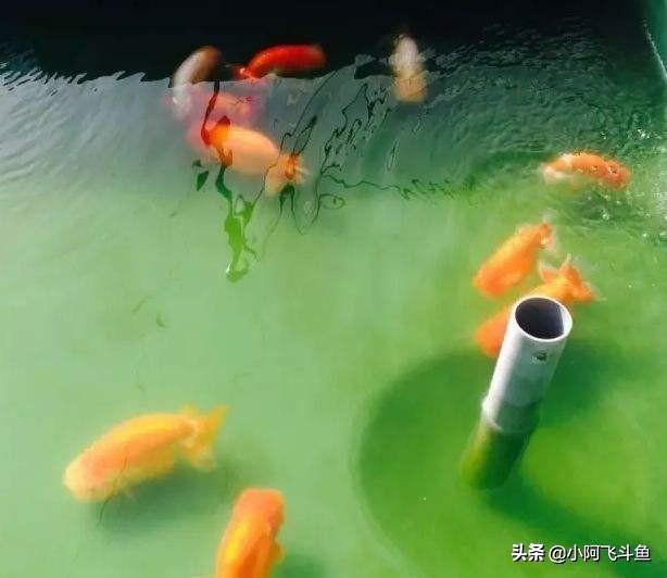 头条问答 金鱼的发情期是什么时候 小阿飞斗鱼的回答 0赞