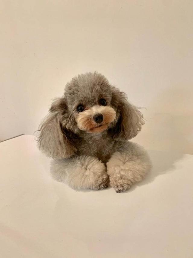 贵宾犬美容:贵宾跟泰迪的区别是什么？ 贵宾犬美容造型