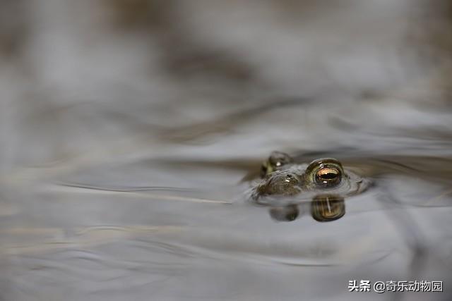 中华大蟾蜍与黑眶蟾蜍有什么区别:蟾蜍身上有剧毒，几乎没有天敌，为什么不会泛滥？