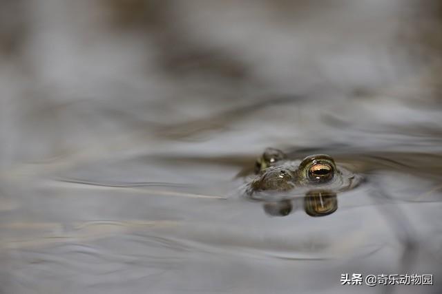 黑眶蟾蜍 捕食:蟾蜍是庄稼卫士，不咬人不伤人，为什么大多数人都害怕触碰它们？