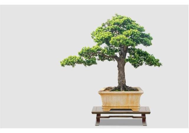 魔南景天夏季落叶怎么办:夏季盆景适合室外养护还是室内养护？
