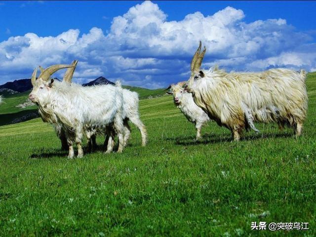 省内哪里能买到吐根堡山羊:黑龙江哪里买吐根堡山羊 刚买的羊就干咳，这是什么病因？