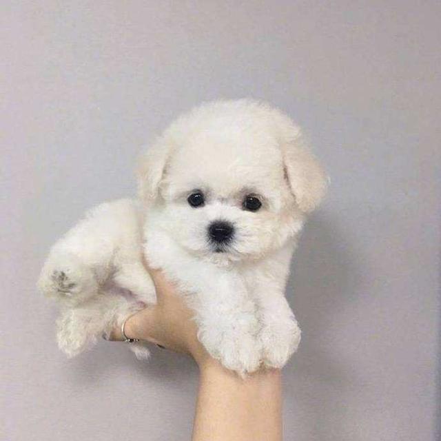 一个月贵宾犬图片欣赏:黑色贵宾犬图片欣赏 一个月大的贵宾犬该怎么照顾合适呢？