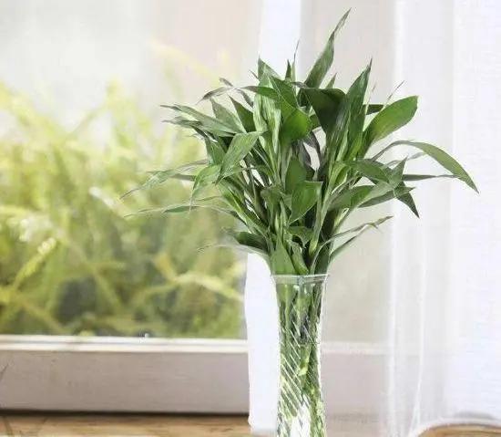 富贵竹怎么养才能更旺盛，富贵竹怎么养放在水瓶还是花盆里