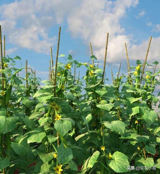 四季海棠茎腐病怎么治:黄瓜种植后长到7一8个叶子有了根腐病怎么治好？