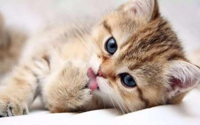 养一只电子宠物猫吧:养哪些宠物比较不费时间而且好照顾？