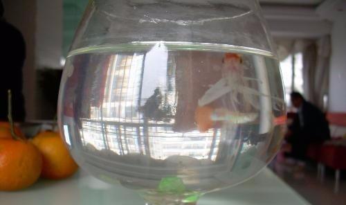 水族箱养鱼的方法:金鱼在普通鱼缸里该怎么养？