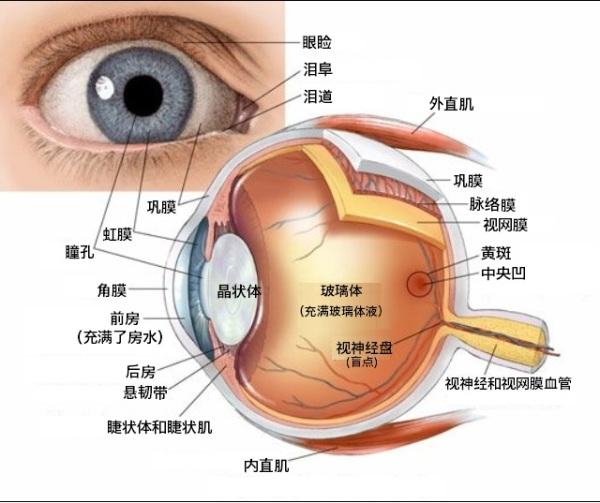 左眼跳是什么原因图片