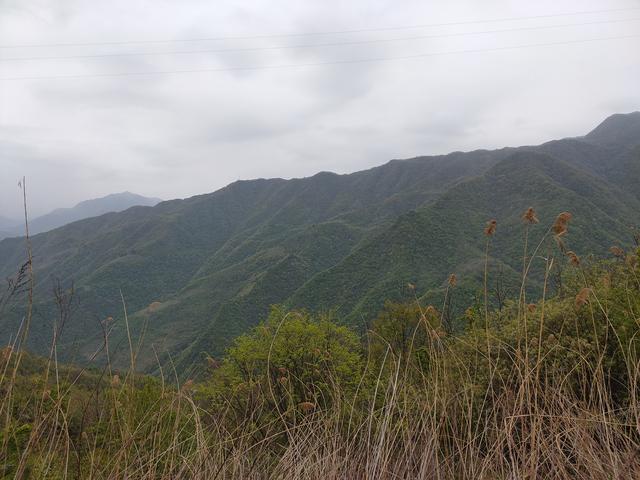 新藤惠美:地里长了许多葛根藤，怎么清除？