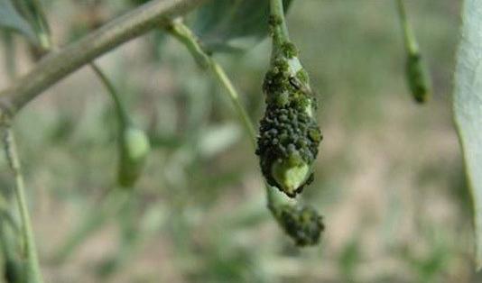 绿宝树 蚜虫:对于枸杞蚜虫的防治你有什么好的建议？