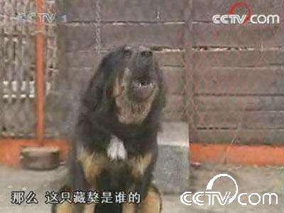 河北藏獒吧:如何看待藏獒经济崩盘，青藏高原数万只流浪狗成灾？