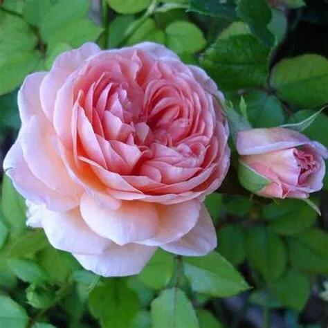 最香的几款月季品种是什么？插图145