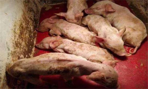 小猪拉稀不吃食怎么办？插图2