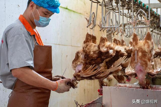 豆蔻街(谁知道河南滑县道口烧鸡哪一家最正宗？