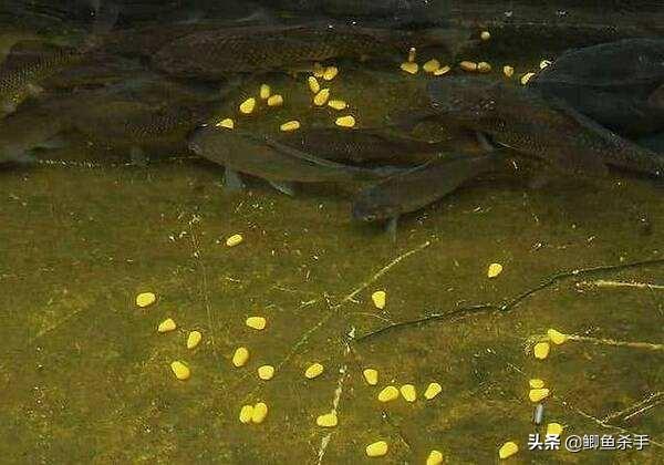 灰头鹀窝图片:钓鲫鱼、草鱼，用什么打窝最好？