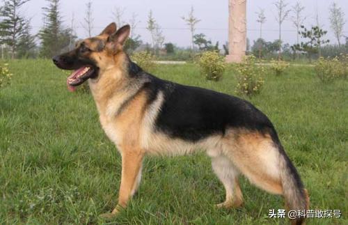 狗和狼的DNA一样吗？插图38