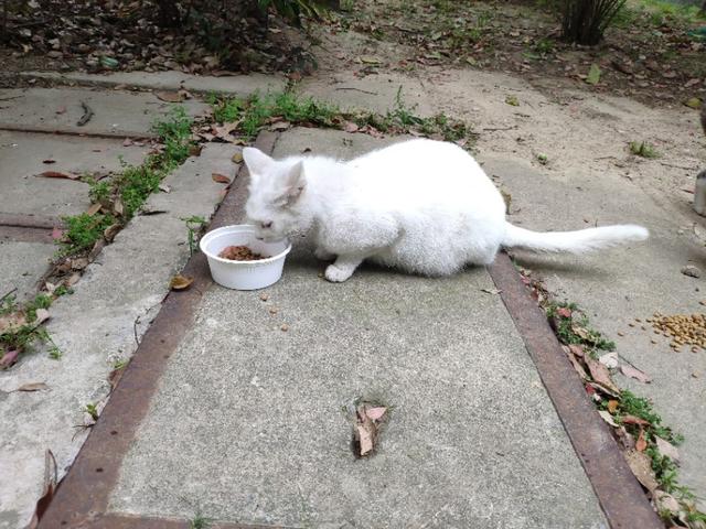 微波炉虐猫事件:猫猫犯了错，你们打不打该怎么处理