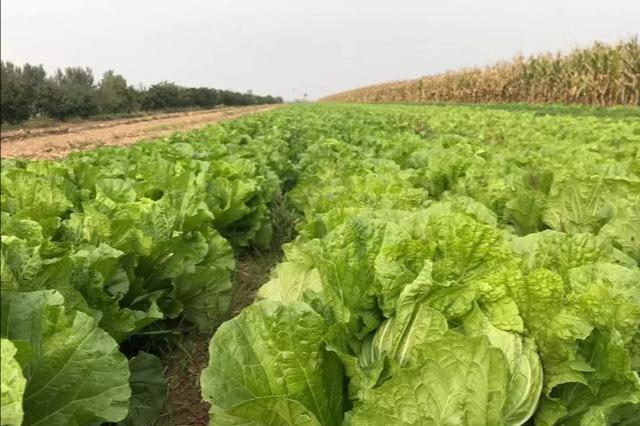 头条问答 散叶大白菜栽培技术要点有哪些 2个回答