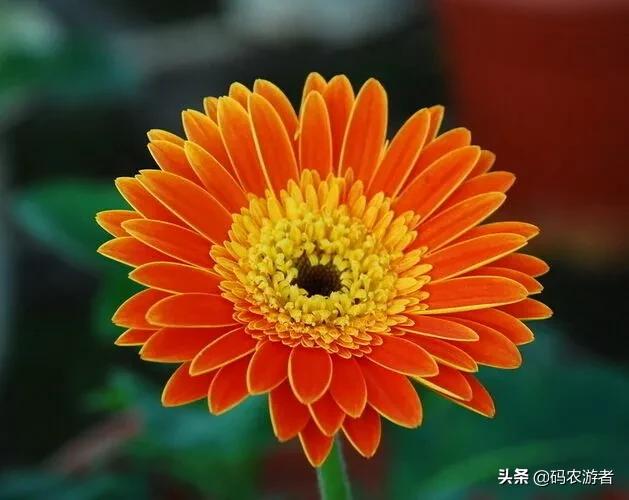 头条问答 - 蒙自火石花怎么养?(13个回答)