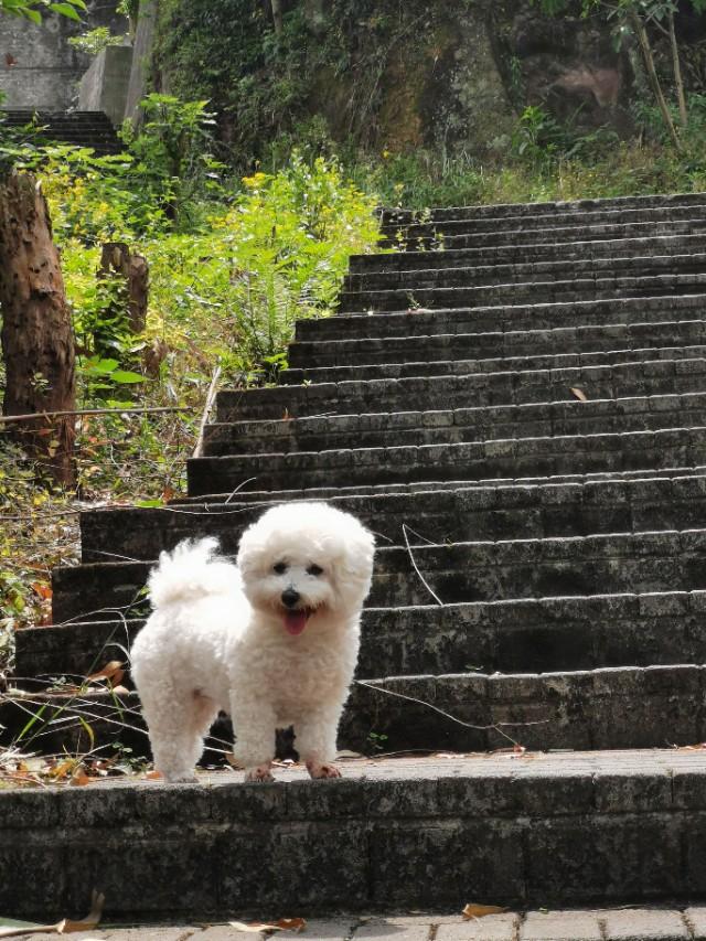 狗狗全家福:晒晒你家的狗子照片或者猫咪照片怎么样，让大家看看可爱不？ 狗狗全家福简笔画