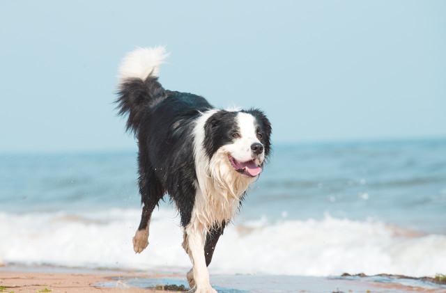 澳洲牧牛犬的优缺点:澳洲牧牛犬打架厉害吗 什么品种的狗狗不贵，适合在山上放牛？