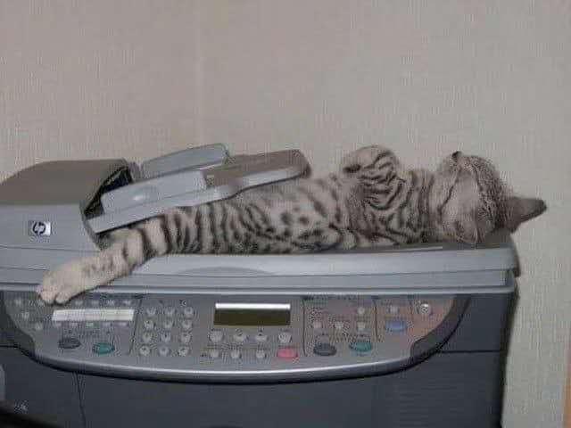 猫一直尿床怎么办:猫咪尿床以后怎么去除味道？