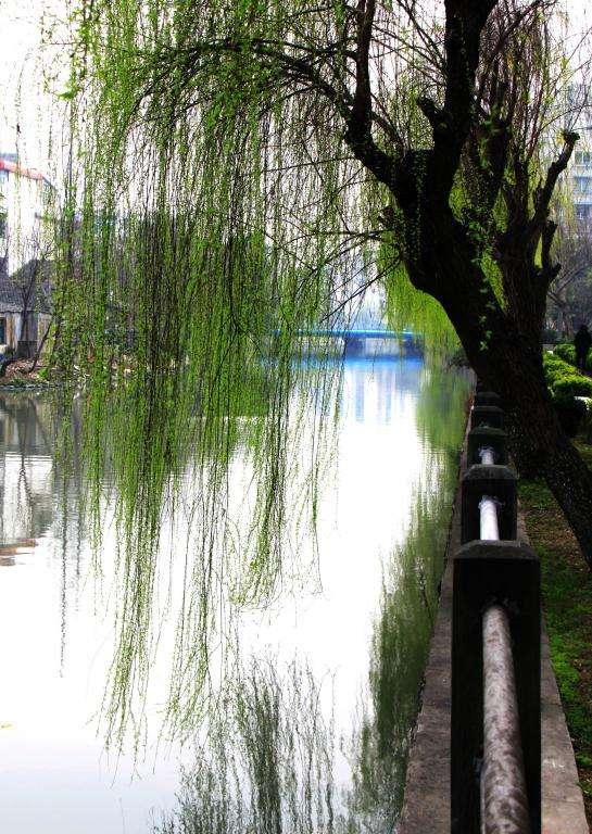 在河堤上种植垂杨柳有什么好处