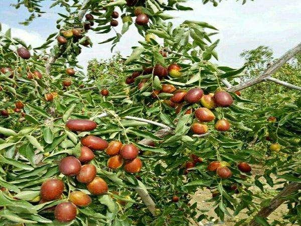 种什么果树最镇宅,植树节前后，农村院子里栽什么树比较好？