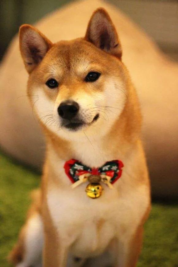 柴犬价格:柴犬价格多少钱一只 你们的柴犬都是花了多少钱买的？