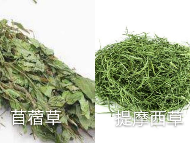 长毛小型宠物狗品种大全:想养条小点的狗，什么品种比较合适？