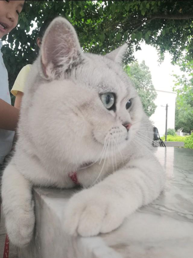猫泛白细胞减少症传染:猫泛白细胞减少症传染人吗 家里只养一只猫会得猫瘟吗？