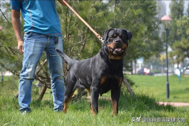 罗威纳肉嘴防暴犬图片:罗威纳vs卡斯罗，谁更优秀？