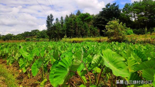 花叶芋穿孔线虫病:地瓜病害及防治措施有哪些？