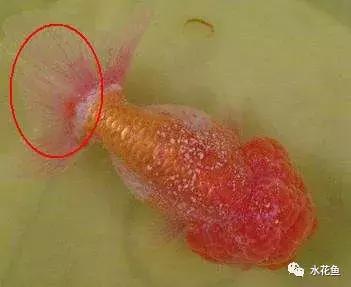 飞凤鱼白点病:家里养的鱼得了白点病该怎么治？